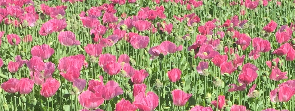 Entdecke die Farbenpracht auf Texel: Blumenfelder soweit das Auge reicht!
