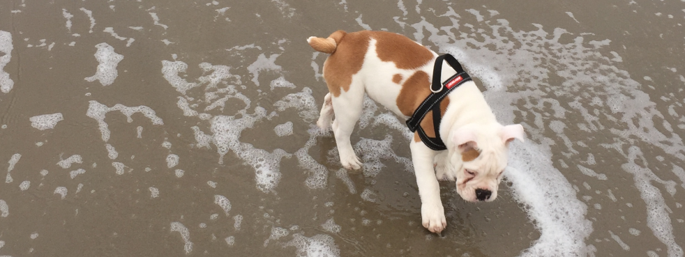 Strandvergnügen für Mensch und Hund.